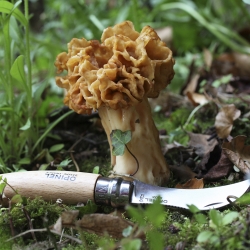 COLTELLO OPINEL COGLIFUNGHI N8